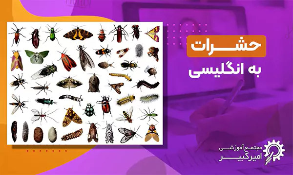 اسامی حشرات به انگلیسی با تلفظ صحیح