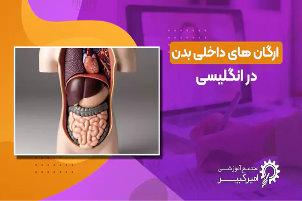 ارگان های داخلی بدن به انگلیسی