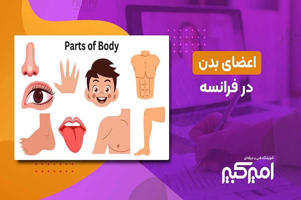 اعضا بدن در زبان فرانسه